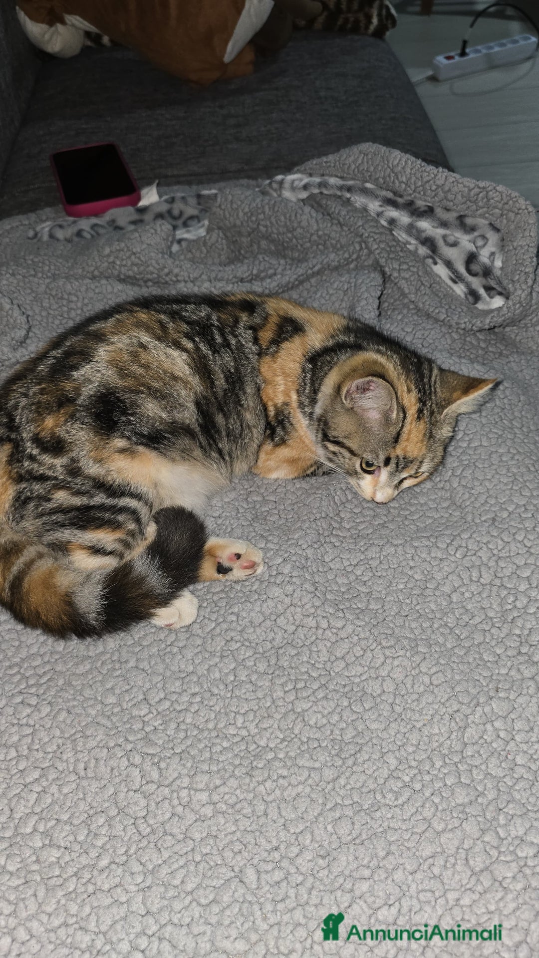 Altre razze gatti in regalo: GATTINA - Annuncio 2