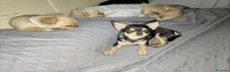 Chihuahua cani in vendita: Chihuahua con pedigree ENCI  - Annuncio 3