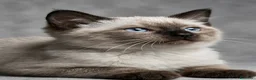 British gatti in vendita: Scottish stright  - Annuncio 3