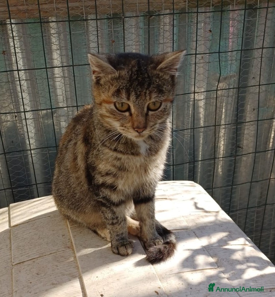 Meticcio gatti in regalo: ADOTTA LA PICCOLA TIGRA - Annuncio 3