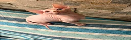 Sphynx gatti in vendita: CUCCIOLI SPHYNX DI CUI UNO OCCHI IMPARI - Annuncio 3
