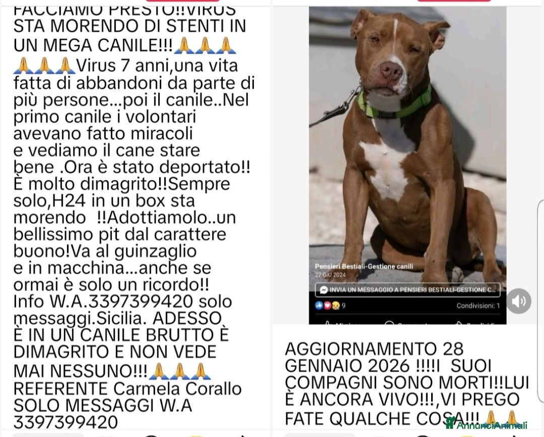 Pitbull cani ADOZ DEL CUOR:pit buonissimo,solo,si lascia morire a Città Metropolitana di Firenze - Annuncio 3