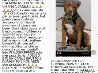 Pitbull cani ADOZ DEL CUOR:pit buonissimo,solo,si lascia morire a Città Metropolitana di Firenze - Annuncio 3