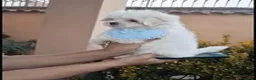 Maltese cani in vendita: maltese mini toy coreano - Annuncio 2