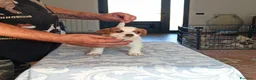 Jack Russell cani in vendita: Cucciolata jack Russell terrier con pedigree  - Annuncio 14
