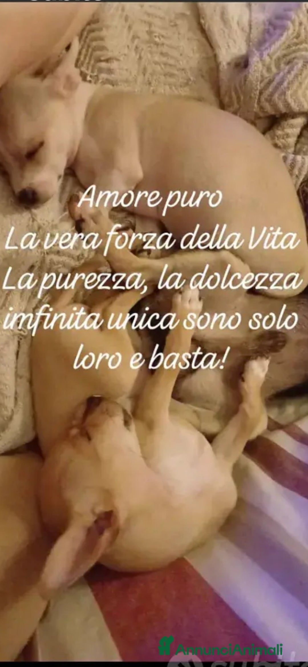 Chihuahua cani in vendita: Chihuahua cucciolini  bellissimi - Annuncio 18