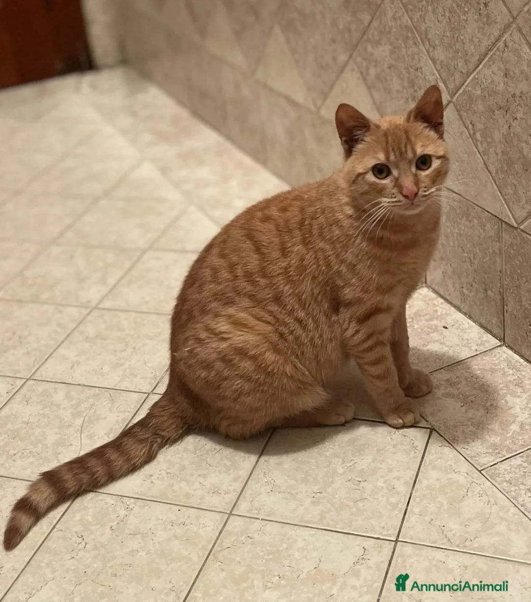 Meticcio gatti in regalo: MIA dolce gattina 1 anno e mezzo cerca casa  - Annuncio 2