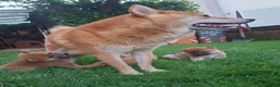 Shiba Inu cani in vendita: Cuccioli shiba inu - Annuncio 2