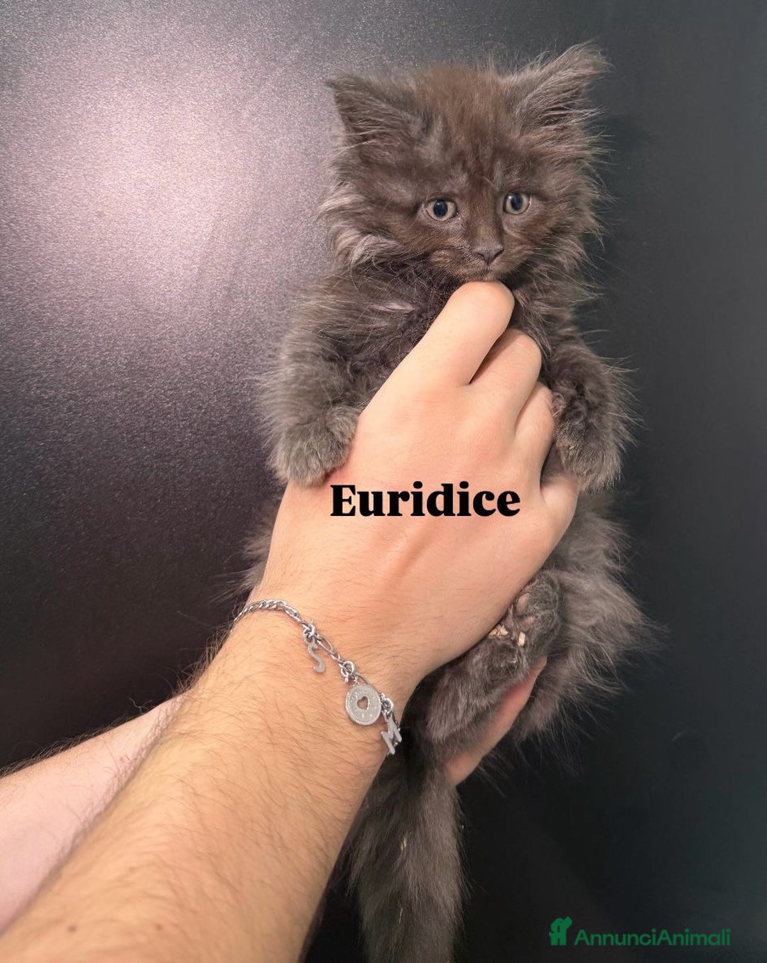 Maine Coon gatti in vendita: Cuccioli di Maine Coon  - Annuncio 3