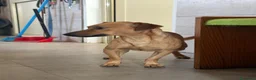 Meticcio cani in regalo: PippOtto  - Annuncio 4