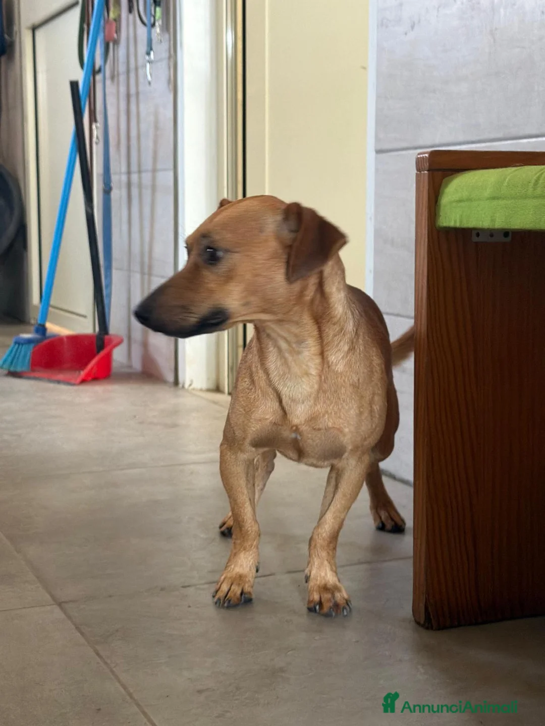 Meticcio cani in regalo: PippOtto  - Annuncio 4