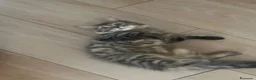 Angora turco gatti in vendita: ANGORA TURCO  - Annuncio 7
