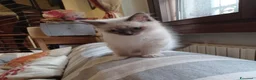 Sacro di Birmania gatti in vendita: Gattino sacro di Birmania a Città metropolitana di Milano - Annuncio 6