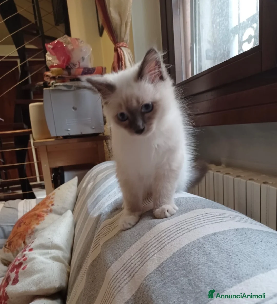 Sacro di Birmania gatti in vendita: Gattino sacro di Birmania a Città metropolitana di Milano - Annuncio 6