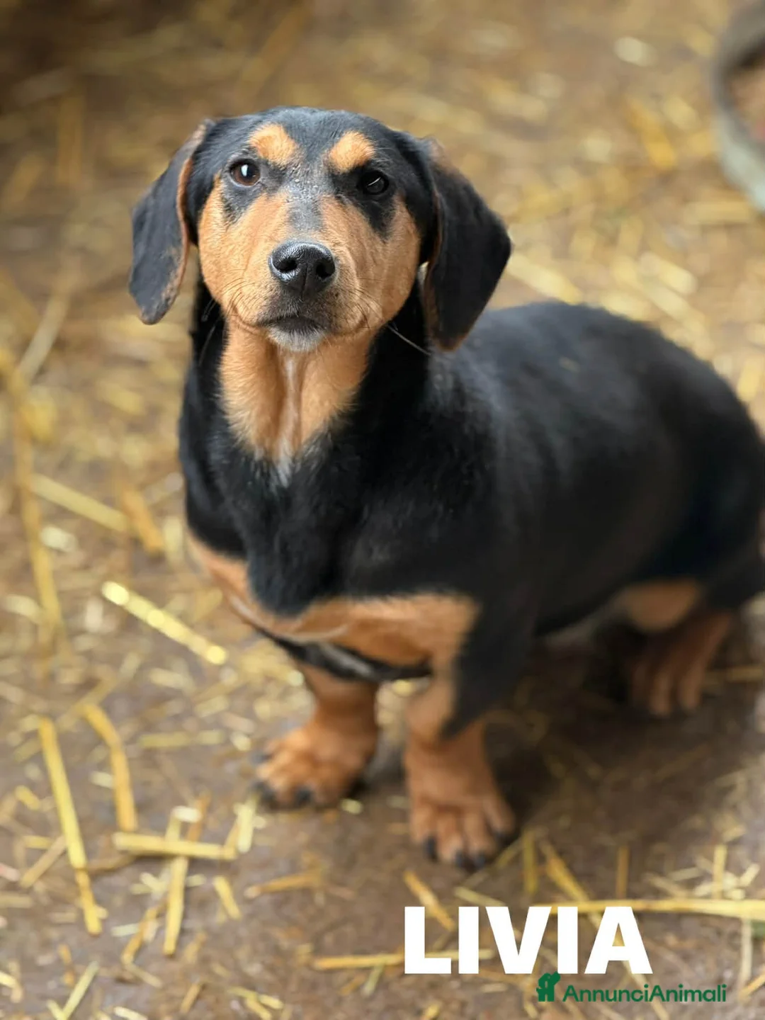 Bassotto cani in regalo: LIVIA, mix bassottina super coccolona! - Annuncio 2