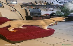Husky cani in vendita: Cucciola husky a Provincia di Ascoli Piceno - Immagine 3