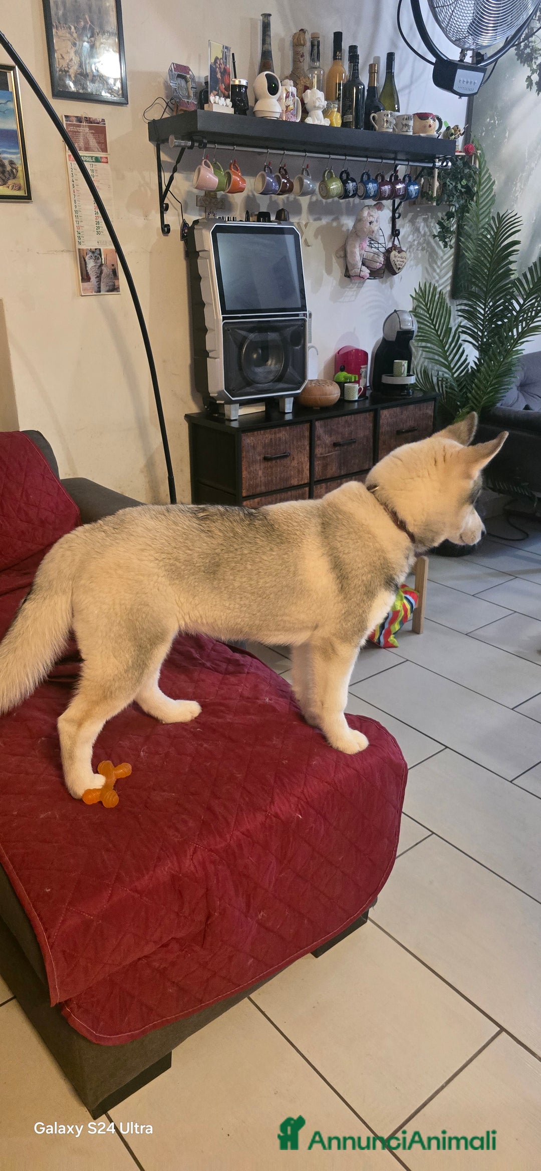 Husky cani in vendita: Cucciola husky a Provincia di Ascoli Piceno - Immagine 3