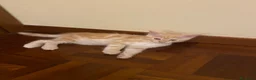Europeo gatti in regalo: Gattini inseparabili - Annuncio 20