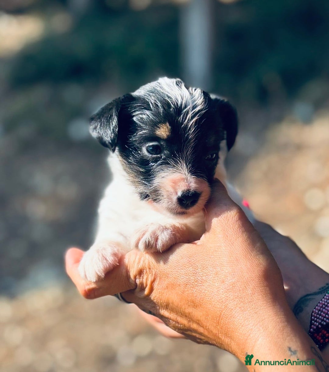 Jack Russell cani in vendita: Jack Russell pelo broken/ruvido a Calenzano - Immagine 26