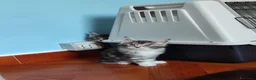Maine Coon gatti in vendita: Meravigliosi gattini Maine Coon - Annuncio 6