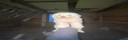 Pastore Abbruzzese Maremmano cani in vendita: Cuccioli di pastore maremmano abruzzese a Provincia di Bergamo - Annuncio 7