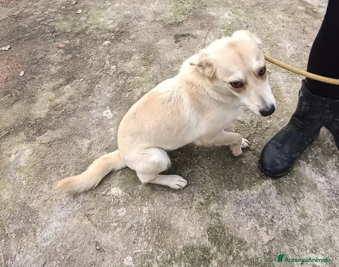 Meticcio cani in regalo: BRICIOLA TAGLIA PICCOLA  a Provincia di Varese - Annuncio 3