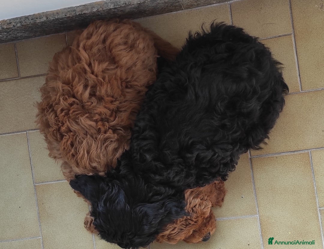 Immagine della galleria {{count}}