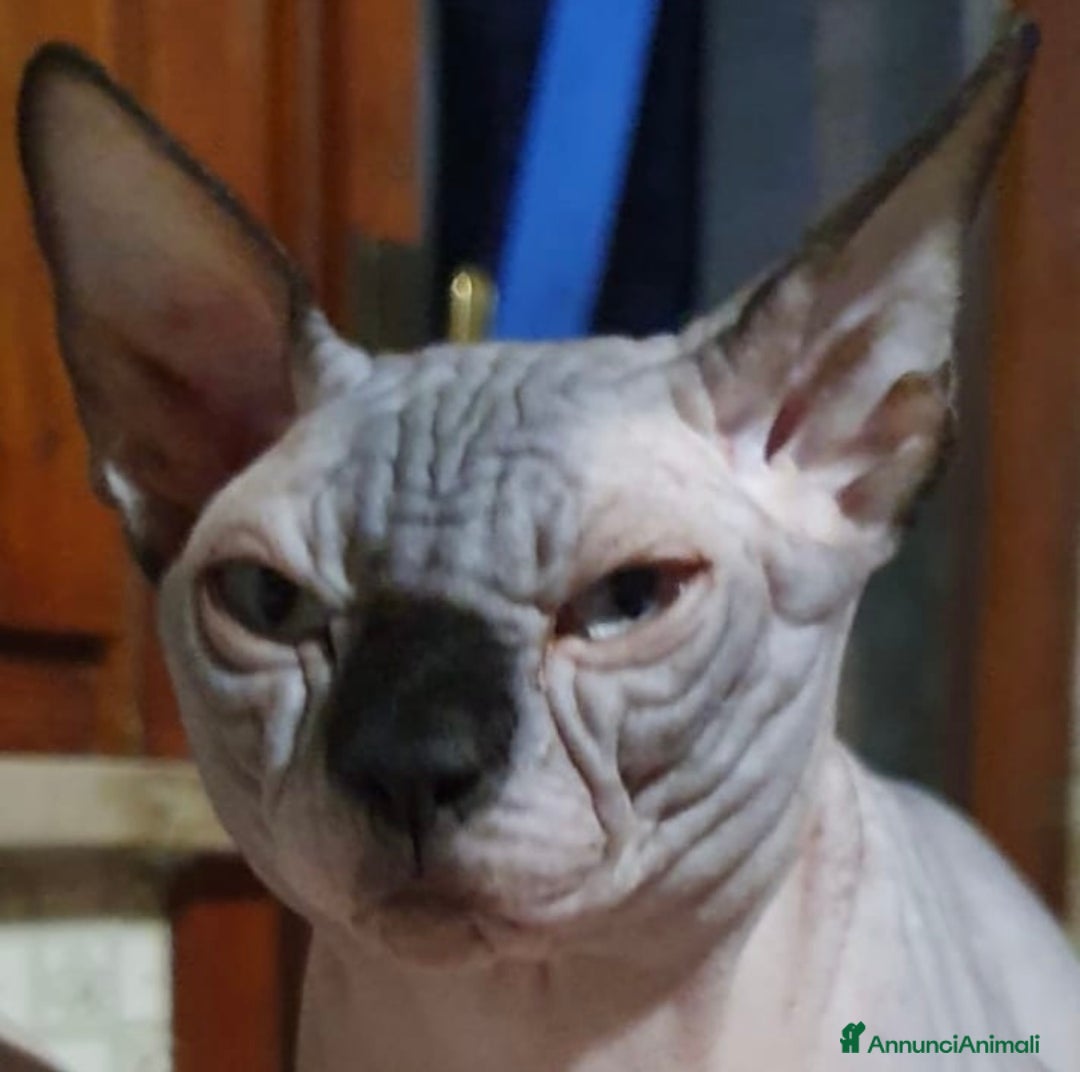Sphynx gatti in vendita: Sphynx  a Città metropolitana di Roma Capitale - Immagine 2