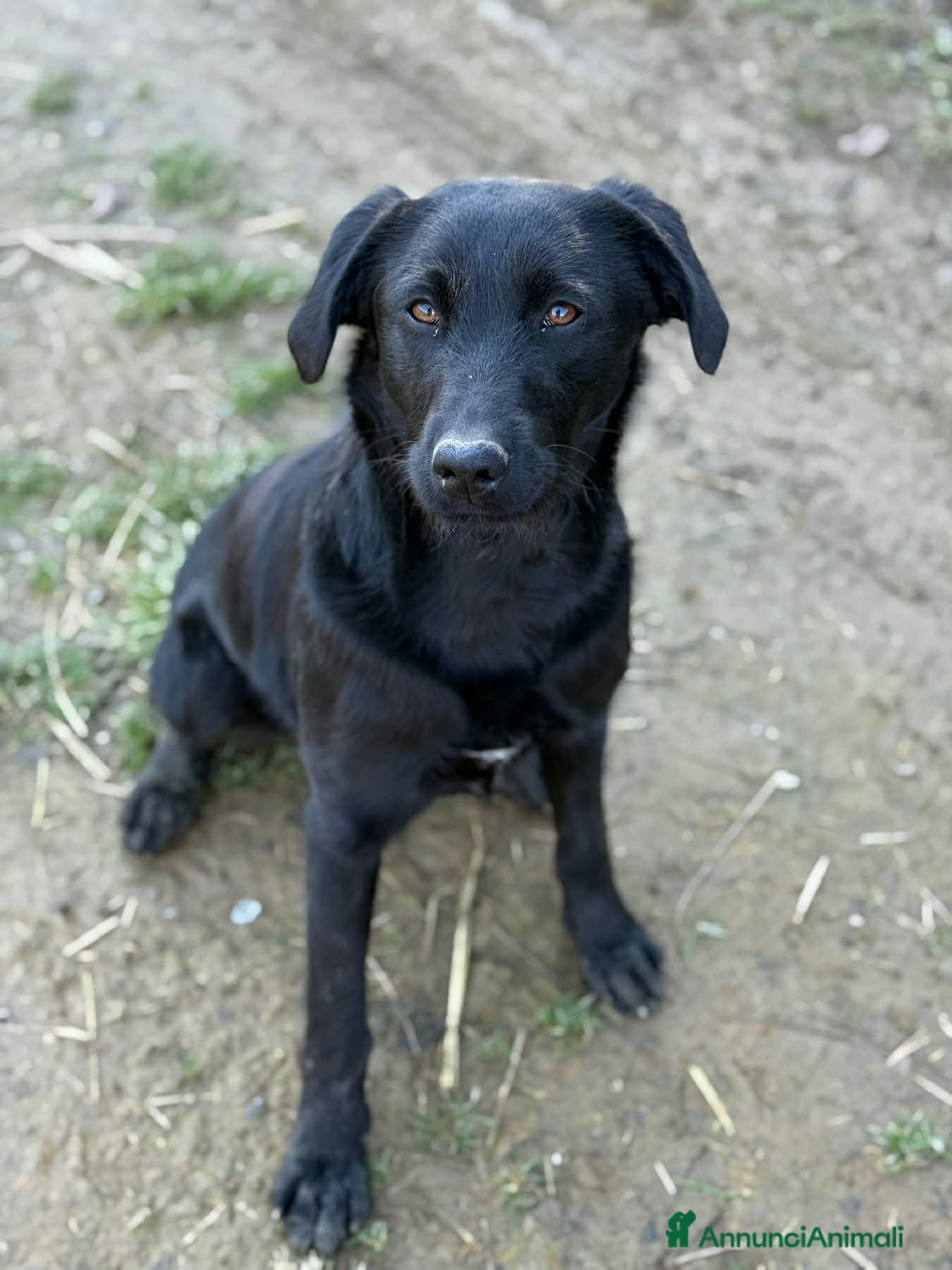 Meticcio cani ESME, cucciolona nera dalla dolcezza sconfinata. - Annuncio 1