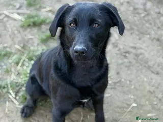 Meticcio cani ESME, cucciolona nera dalla dolcezza sconfinata. - Annuncio 40