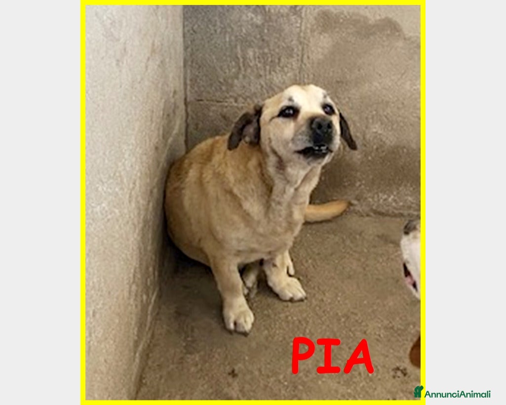 Meticcio cani ADOZIONE D'AMORE PER PIA, PICCOLINA TERRORIZZATA I - Annuncio 10
