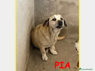 Meticcio cani ADOZIONE D'AMORE PER PIA, PICCOLINA TERRORIZZATA I - Annuncio 10