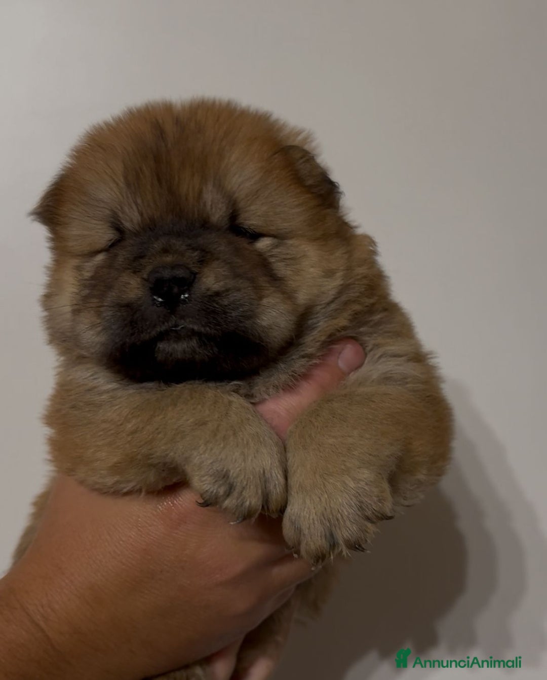 Chow Chow cani in vendita: Chow chow  a Città metropolitana di Catania - Immagine 6