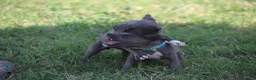Pitbull cani in vendita: Cuccioli di Pit Bull Blue Nose anche a rate - Annuncio 24