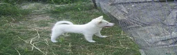 Volpino Italiano cani in vendita: Volpino italiano  - Annuncio 3