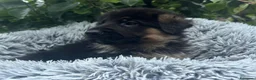 Pastore Tedesco cani in vendita: Pastore tedesco cuccioli - Annuncio 4