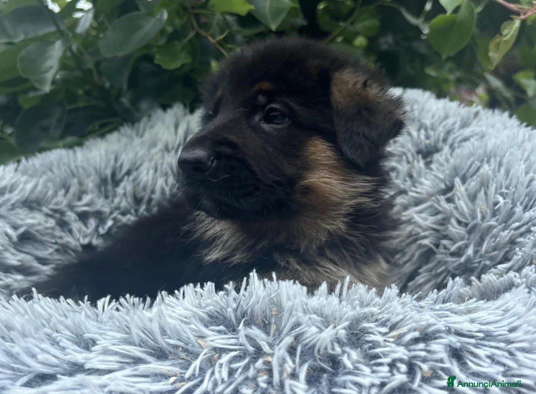 Pastore Tedesco cani in vendita: Pastore tedesco cuccioli - Annuncio 4
