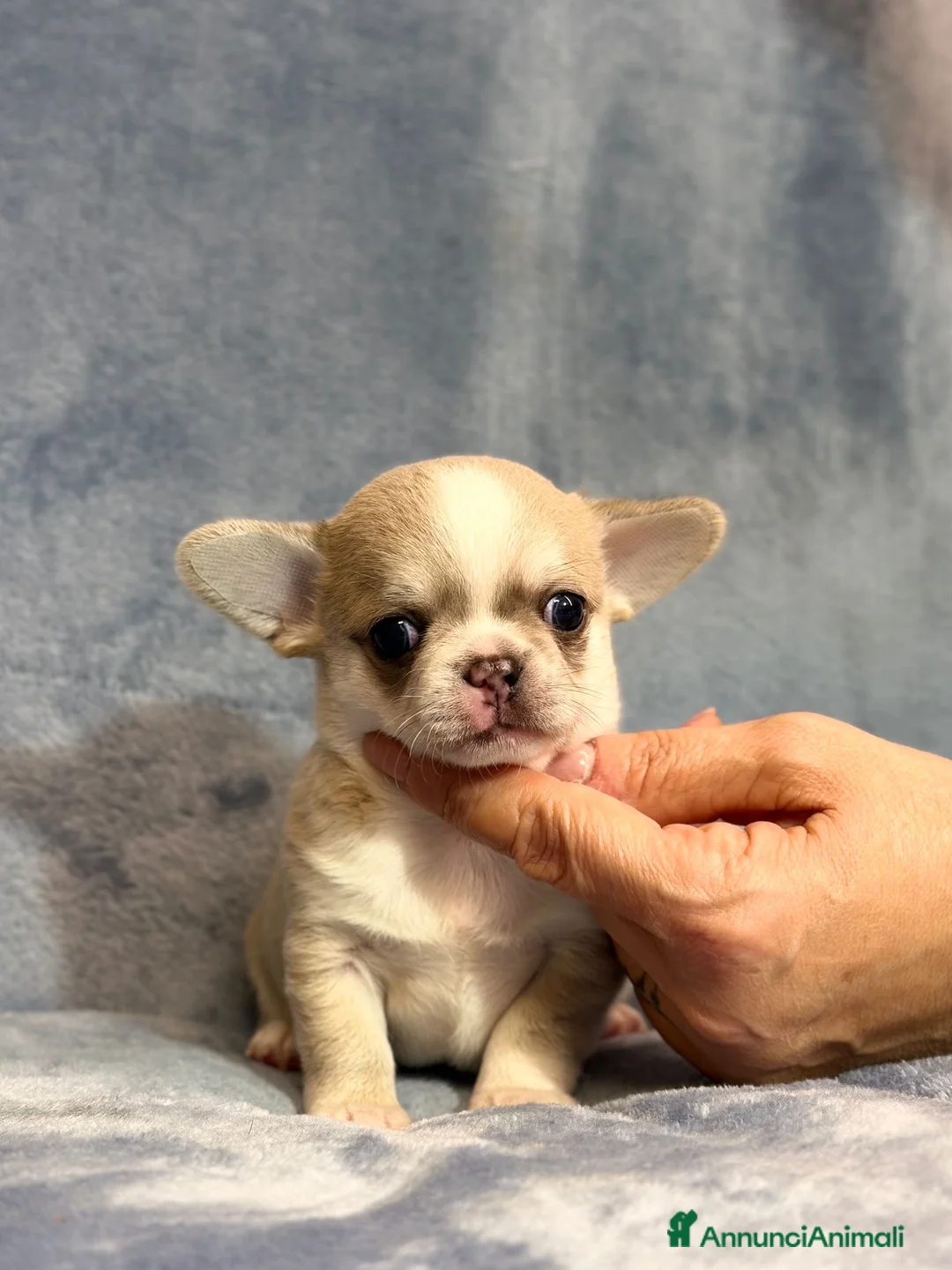 Chihuahua cani in vendita: Chihuahua cuccioli  - Annuncio 2