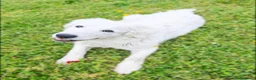 Pastore Abbruzzese Maremmano cani in regalo: Sophie cucciolona tenerissima - Annuncio 5