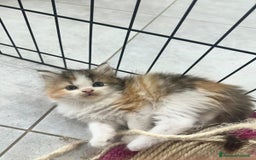 Persiano gatti in vendita: Gattine persiane normotipo  a Provincia di Reggio Emilia - Immagine 21