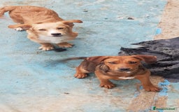 Altre razze cani in regalo: Regalo tre cuccioletti - Immagine 1