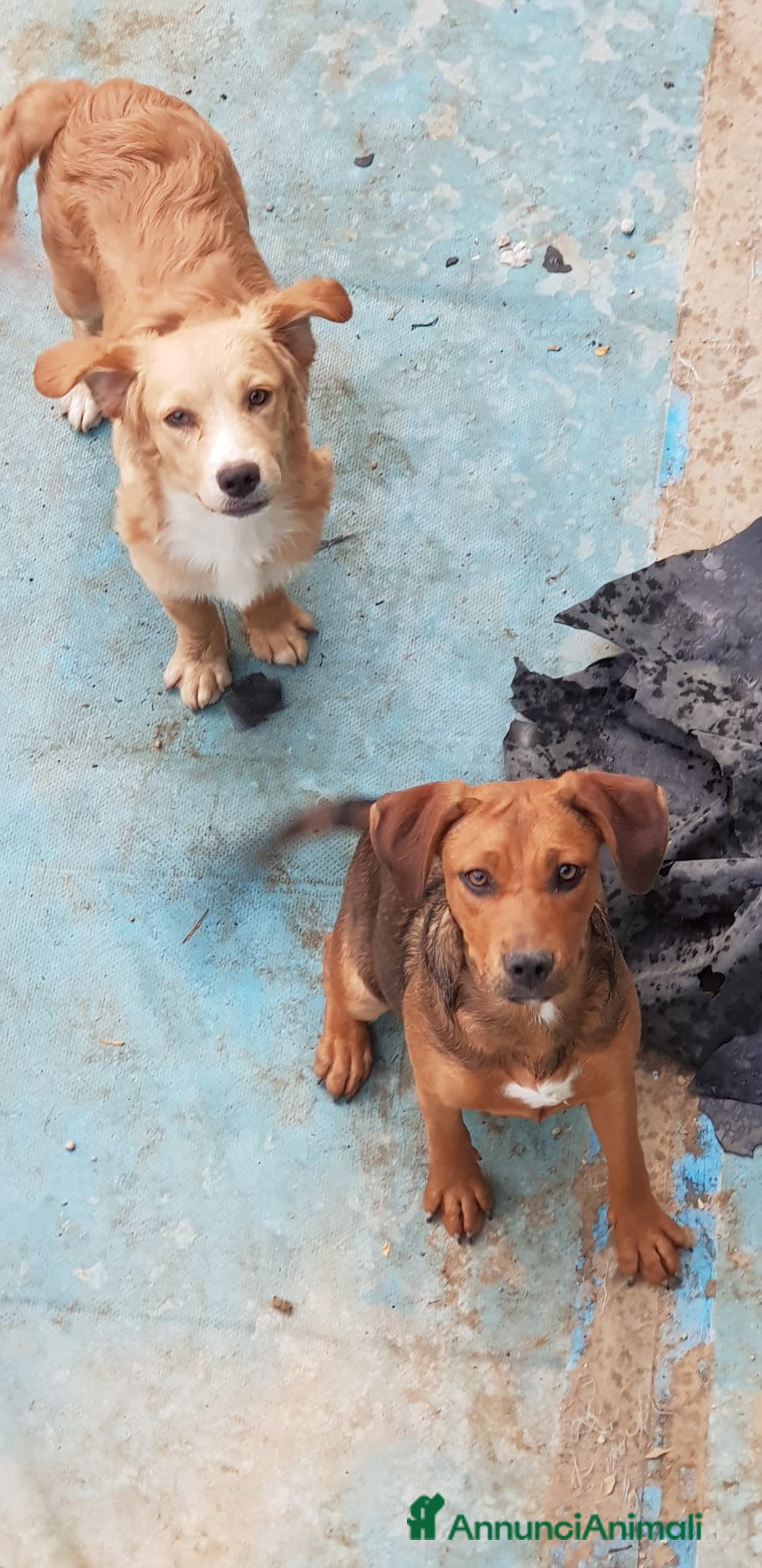 Altre razze cani in regalo: Regalo tre cuccioletti - Immagine 1