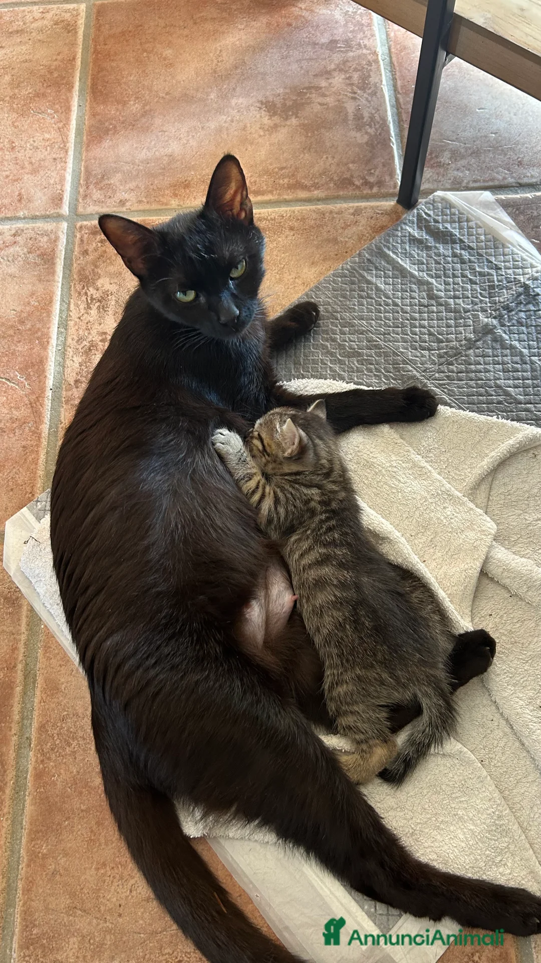Europeo gatti in regalo: Gattini in adozione  - Annuncio 2