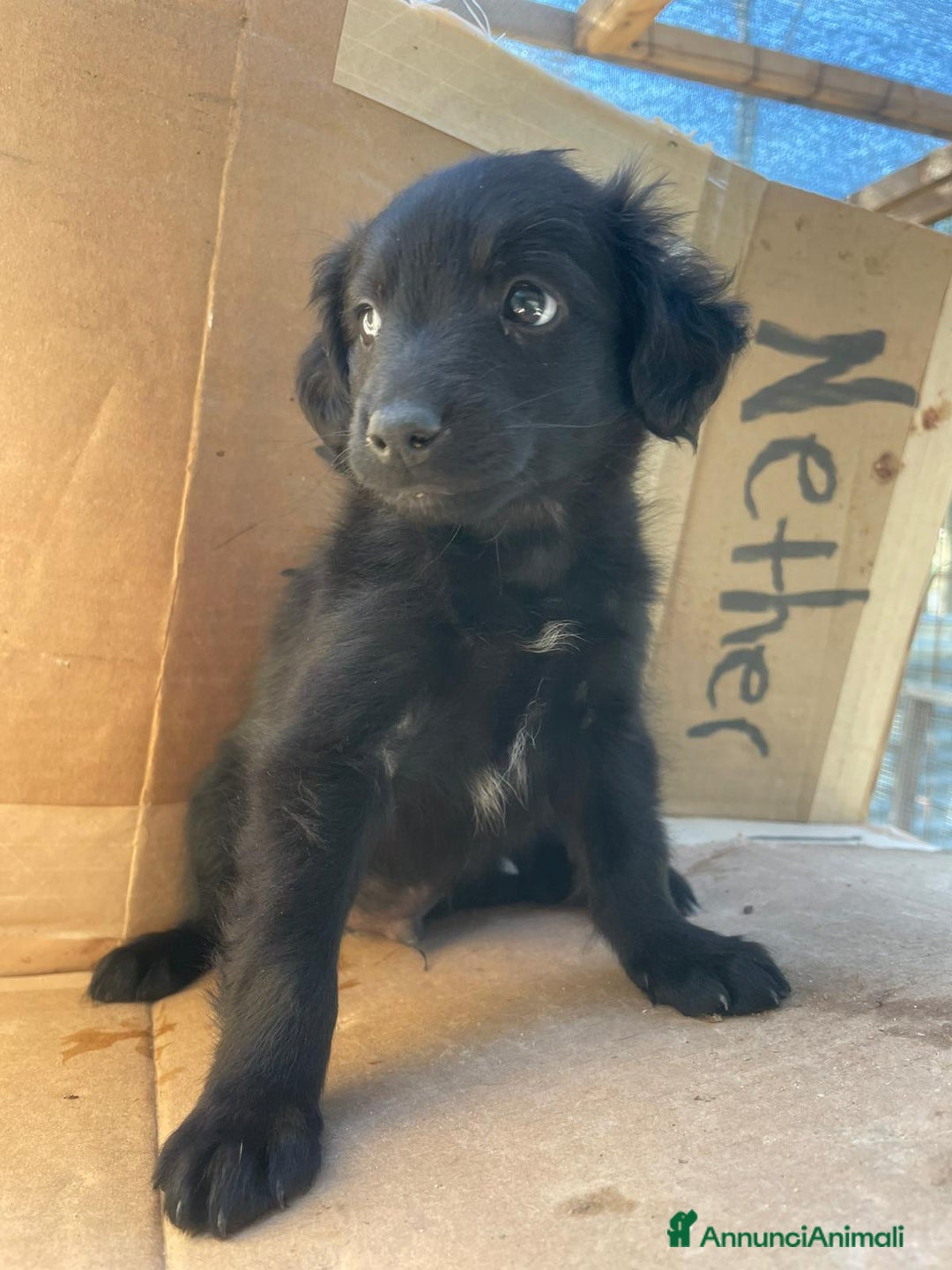 Meticcio cani in regalo: ZAFFIRO SMERALDO DIAMANTE - Annuncio 3
