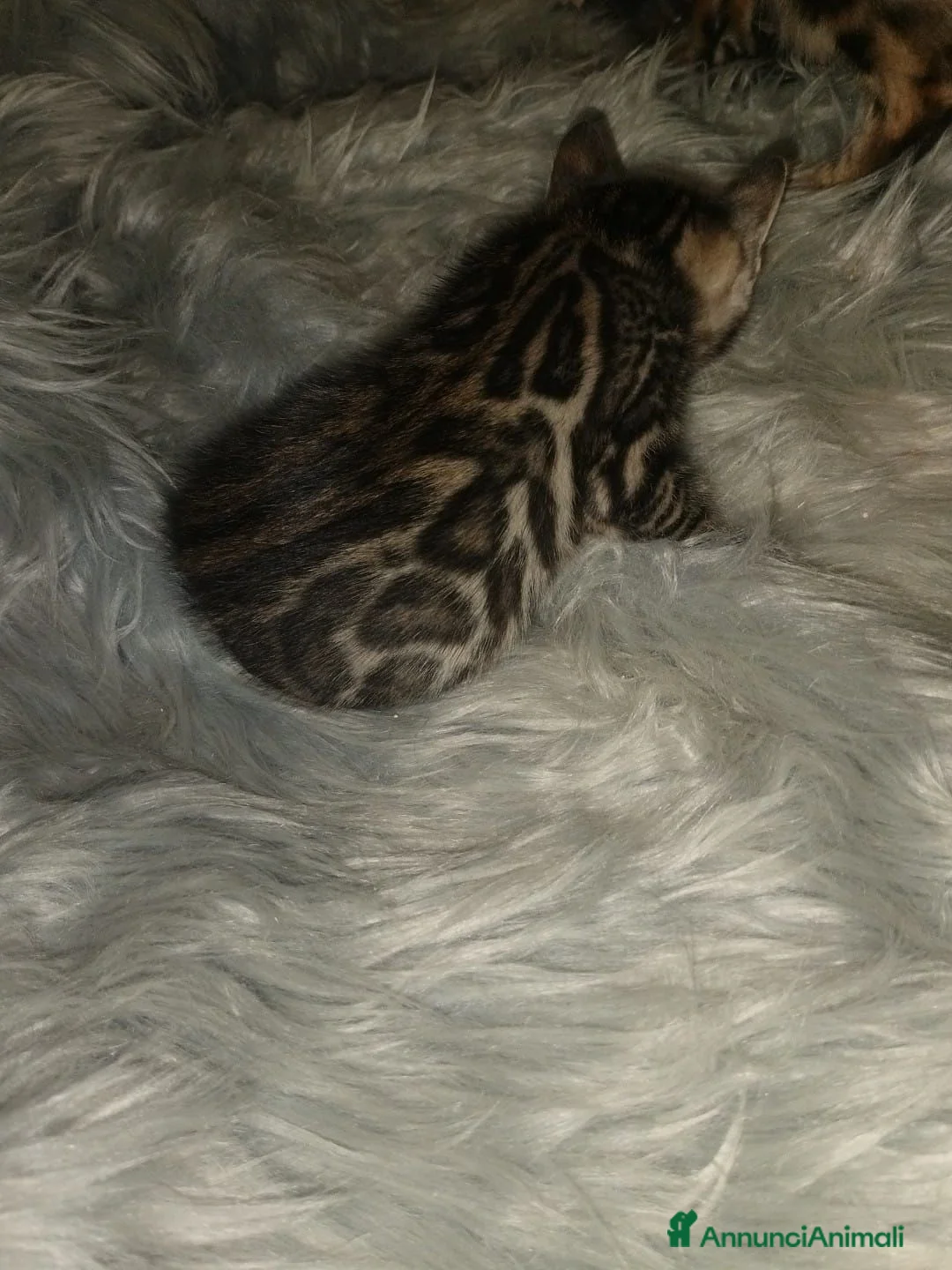 Bengala gatti in vendita: Gattina Bengala con pedigree - Annuncio 2