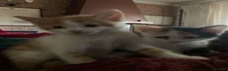 Europeo gatti in regalo: Gattini per adozione  - Annuncio 5