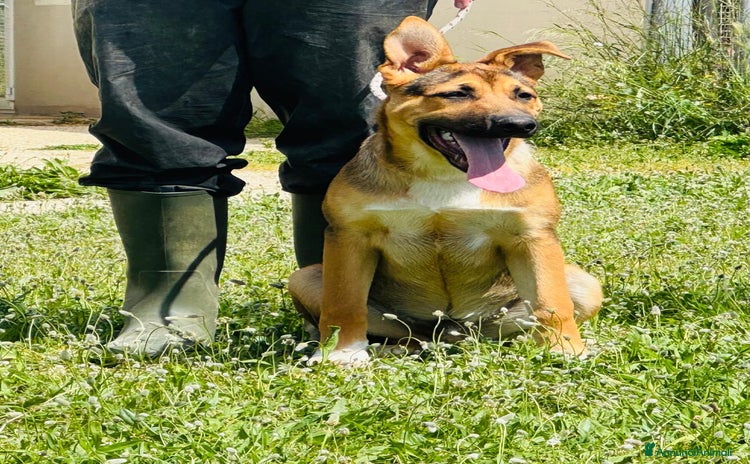Meticcio cani a Città metropolitana di Milano - Annuncio 5