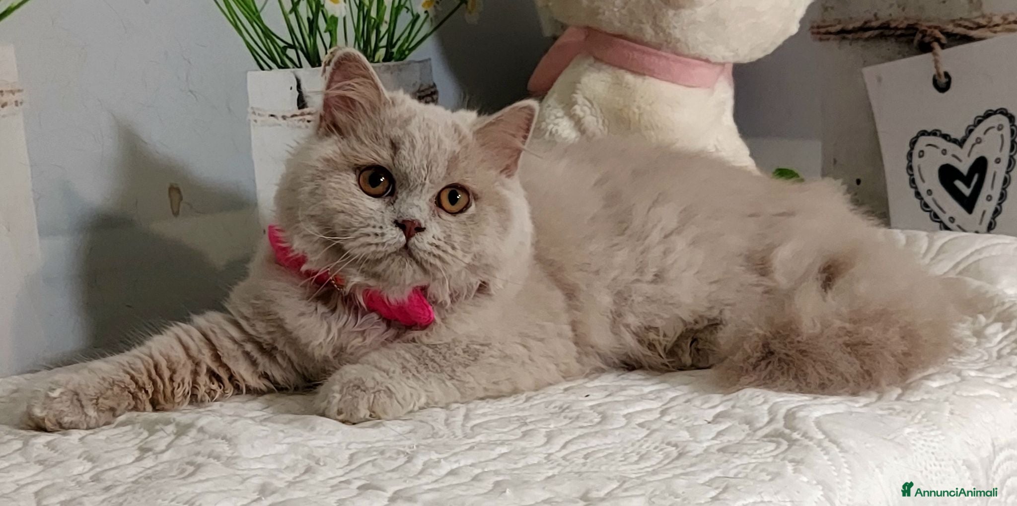 British gatti British Longhair Femmina  - Annuncio 9