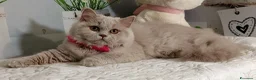 British gatti in vendita: British Longhair Femmina  - Annuncio 1