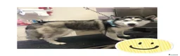 Husky cani in vendita: Husky maschio di 5 anni - Annuncio 4